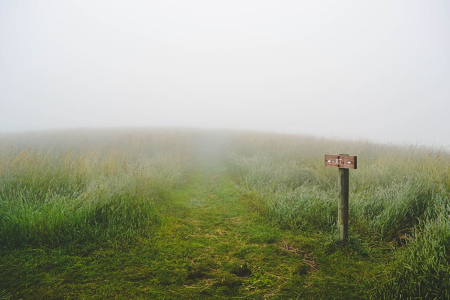 green grass field during fog, signboard in green grass field cover by mist HD wallpaper