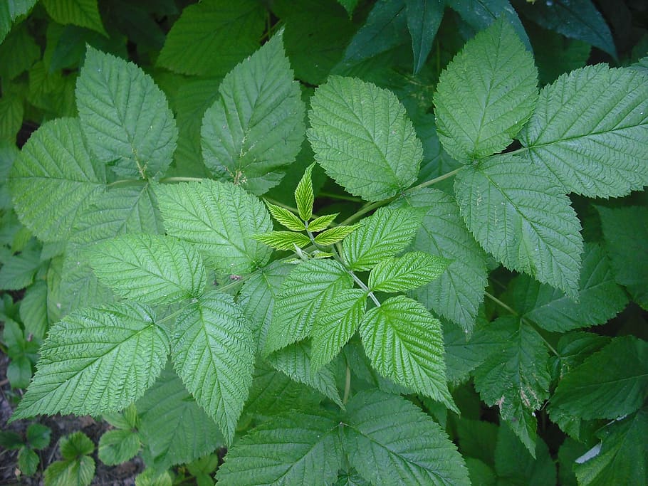 bush, raspberry, raspberry leaf, plants, plant part, green color HD wallpaper