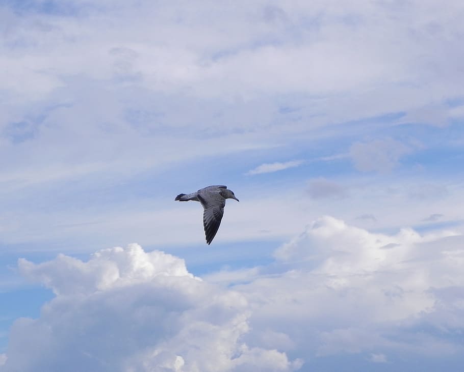 seagull, fly, sky, nature, bird, wildlife, animal, dom, outdoor HD wallpaper