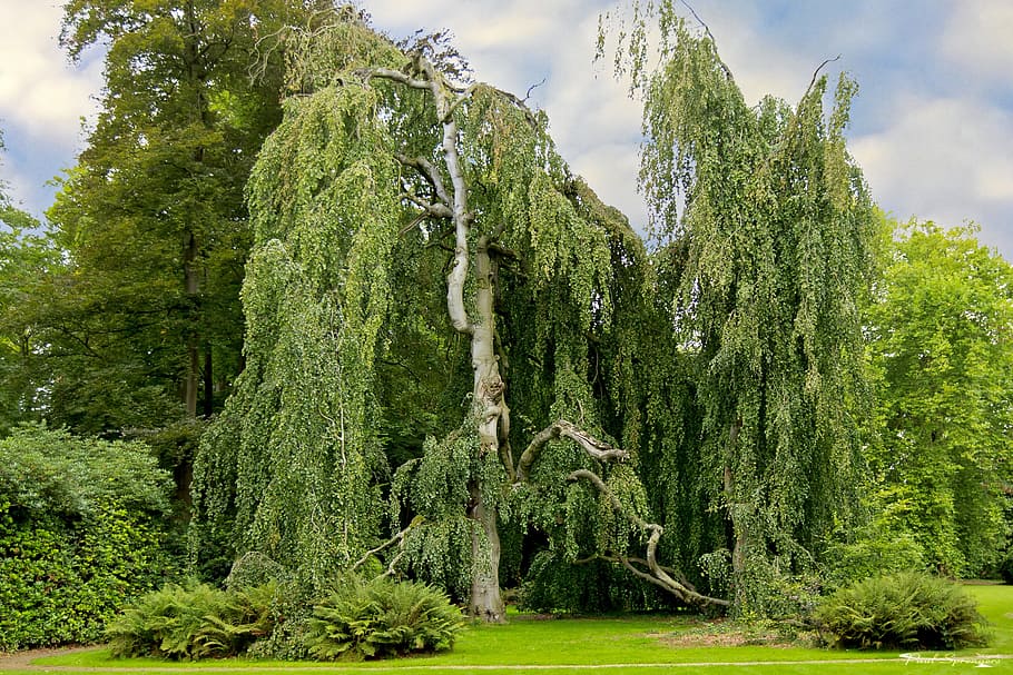 green leafed trees under cloudy sky, Landscape, Willow, green color HD wallpaper