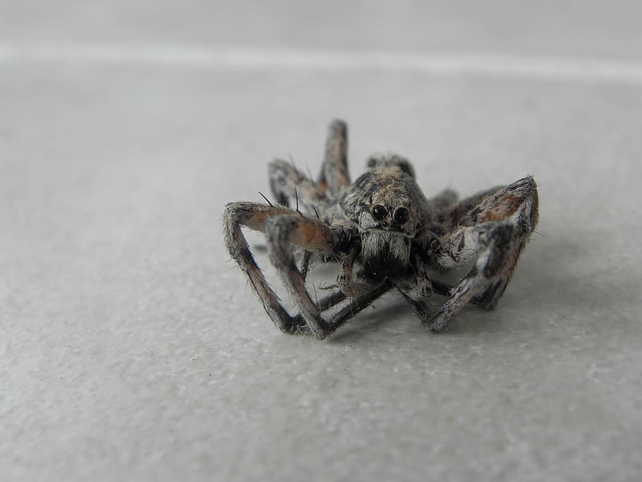 old, spider, reptiles, animal themes, invertebrate, animal wildlife HD wallpaper