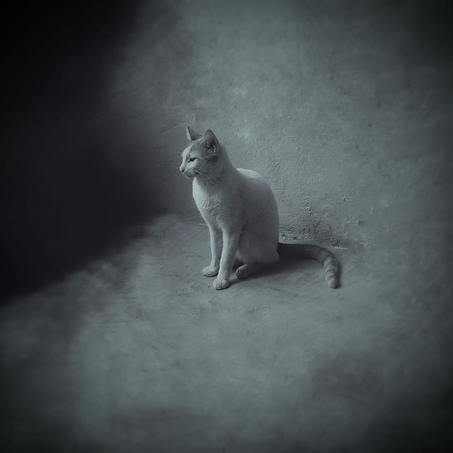 Cat, Animal, Grayscale, Pet, Kitty, furry, feline, one animal HD wallpaper