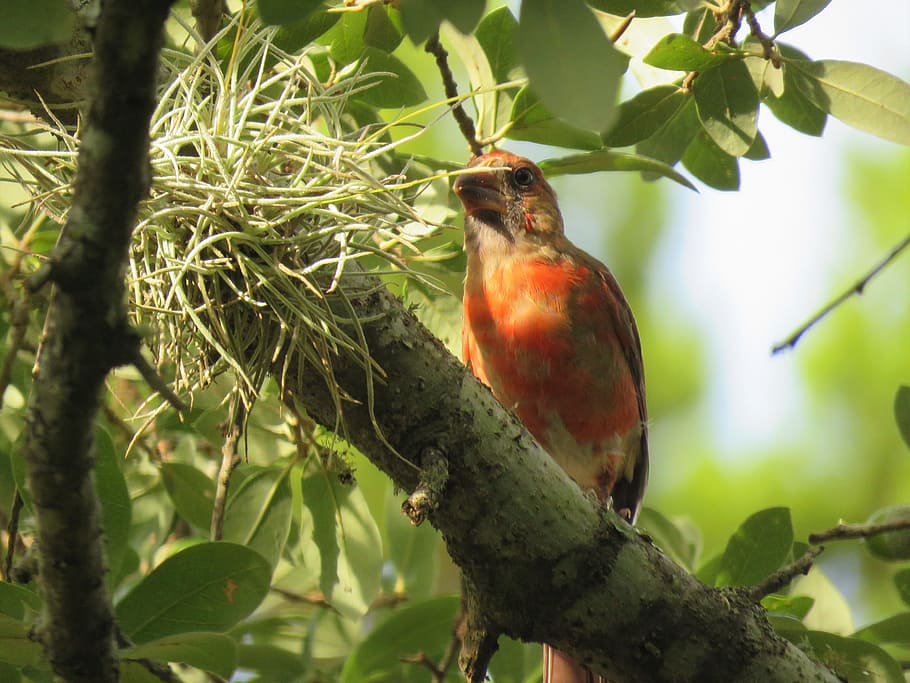 bird, wildlife, tree, moss, green, vertebrate, perching, plant HD wallpaper