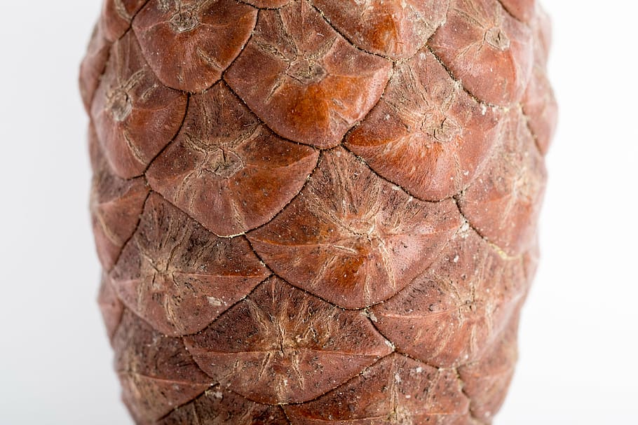pine cone, macro, needles, forest, cones, scratchy, closeup HD wallpaper