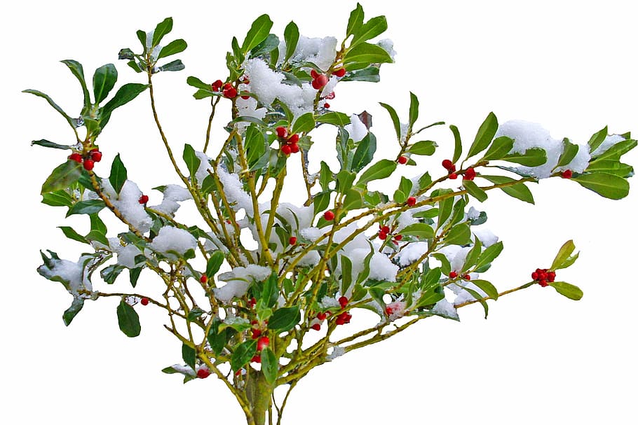 winter, snow, plant, nature, bush, branches, red, berries, periwinkle, HD wallpaper