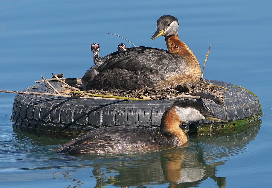 closeup photography of ducks with ducklings on vehicle tire floating on water, HD wallpaper