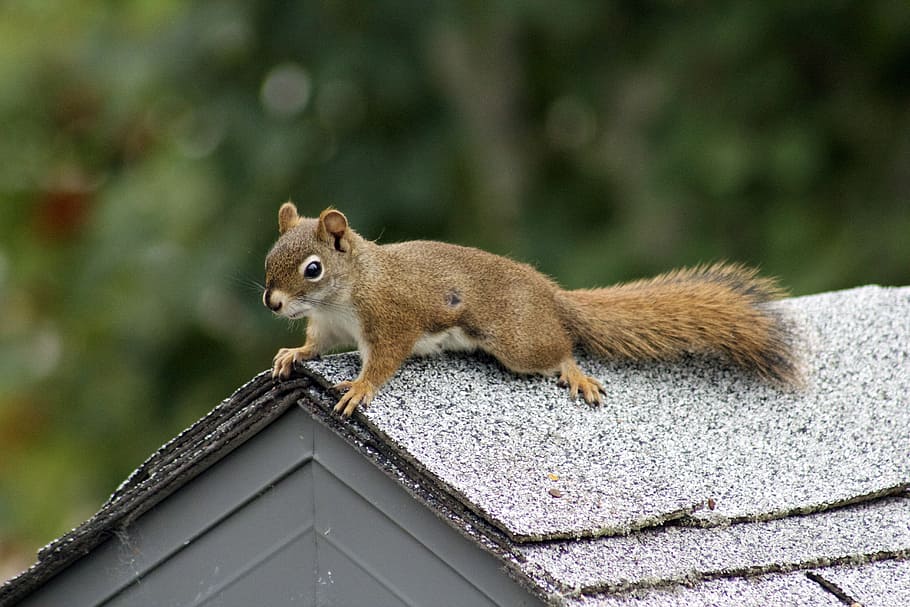 squirrel, nature, small, animal themes, rodent, animal wildlife HD wallpaper