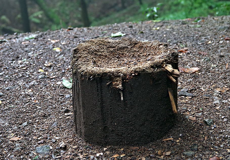 stump, tree, cut, wood, chop, wet, brown, seat, forest, cutting HD wallpaper