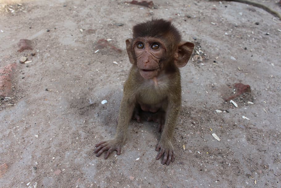 monkey, sweet, cute, animal, animal photo, surprised, makka HD wallpaper