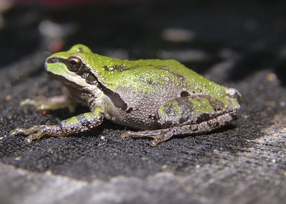 Green, Tree Frog, Amphibian, tiny, animal, macro, nature, wildlife HD wallpaper