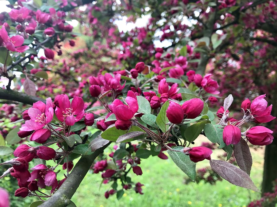 tree, bud, buds, branch, branches, nature, spring, awakening HD wallpaper