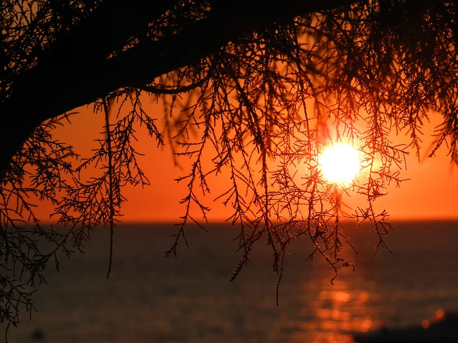 calm body of water under golden hour, sea, sunset, tree, evening HD wallpaper