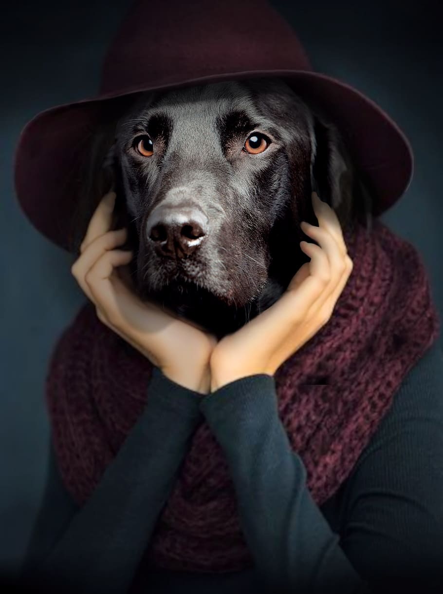 person with black Labrador retriever head photo manipulation, HD wallpaper