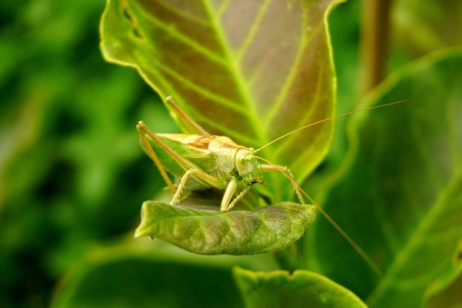 grasshopper, leaf, green, animal, insect, animal themes, green color HD wallpaper