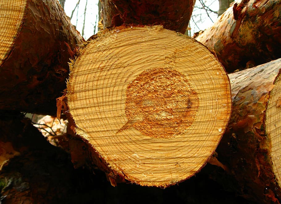 wood slice close up photo, tree, log, forest, nature, tribe HD wallpaper