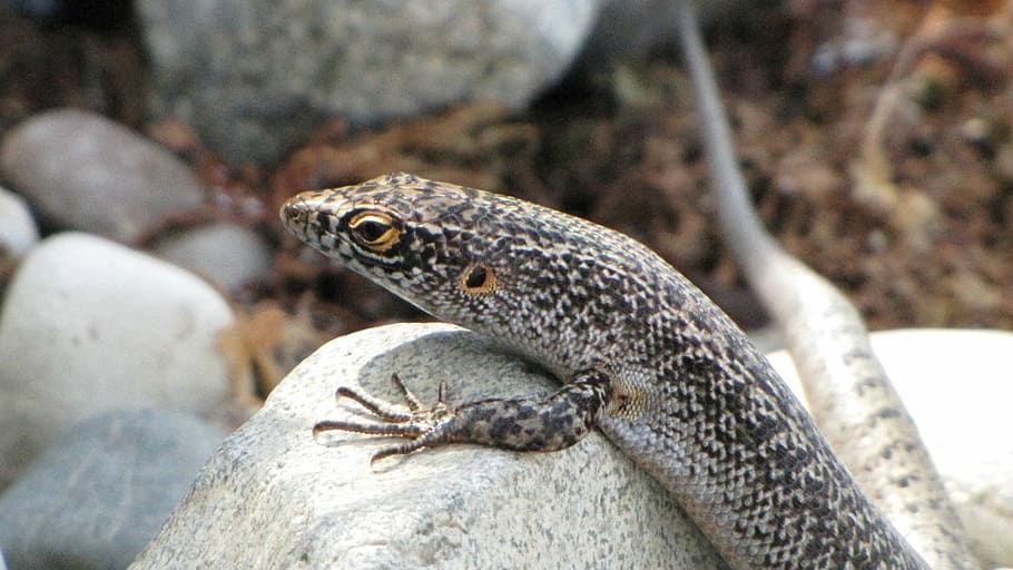 noronha, lizard, nature, animal, reptile, wildlife, close-up HD wallpaper