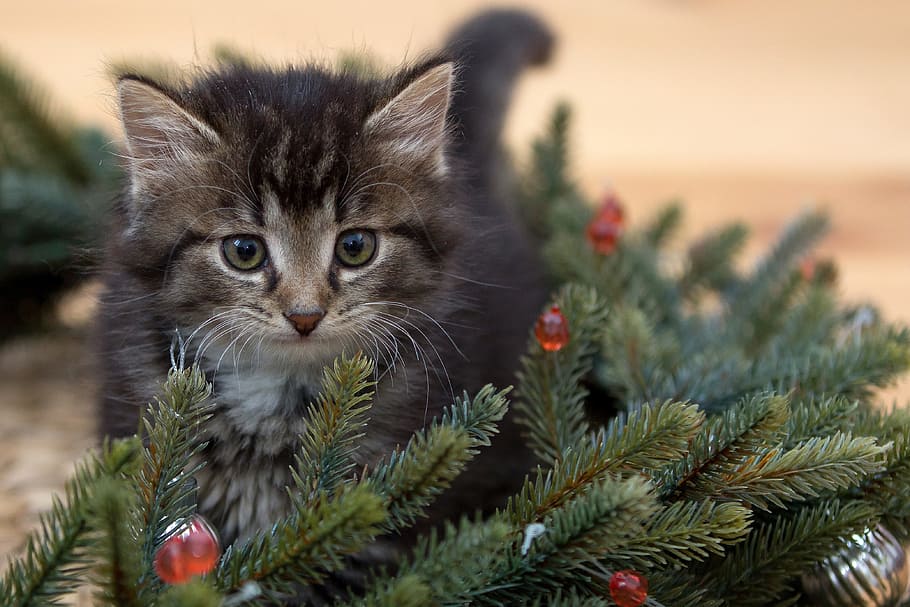 kitten beside Christmas tree, new year's eve, fir-tree branches, HD wallpaper