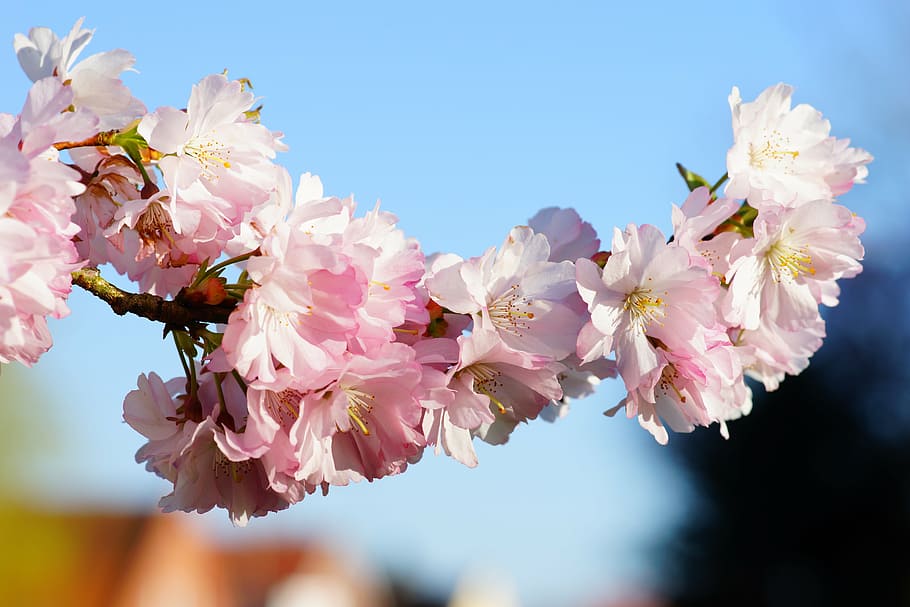 pink petaled flower, cherry blossom, japanese cherry, smell, bloom, HD wallpaper