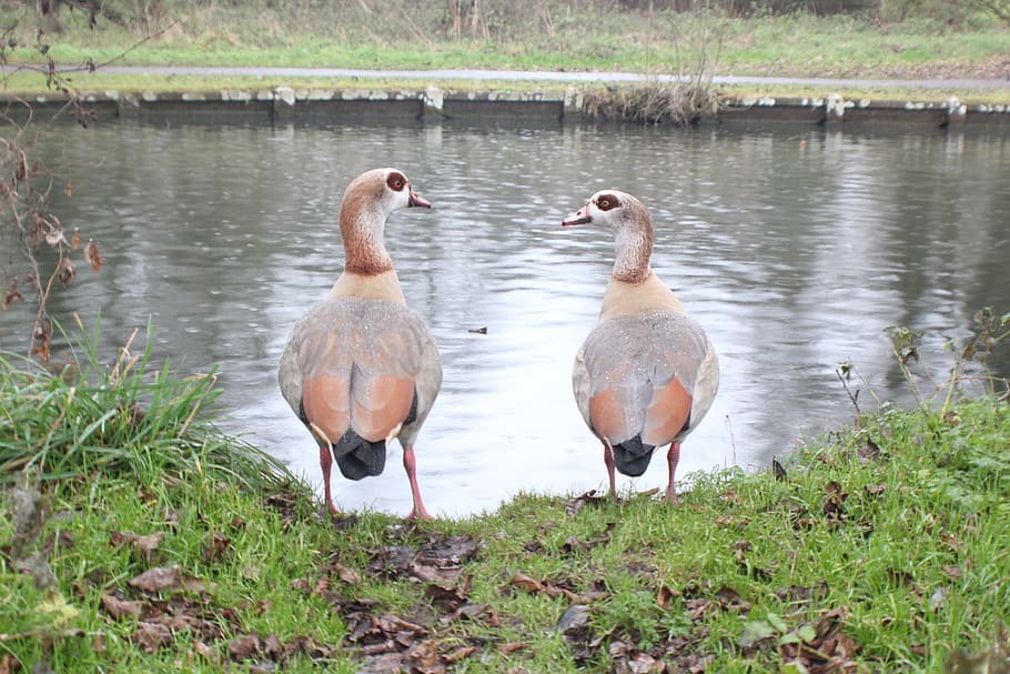 nature, birds, river, animals in the wild, water, animal wildlife HD wallpaper