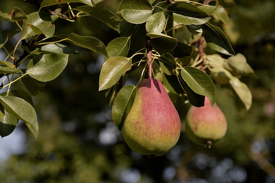 HD wallpaper: pear, fruit, pome fruit, food, fruits, harvest, ripe ...