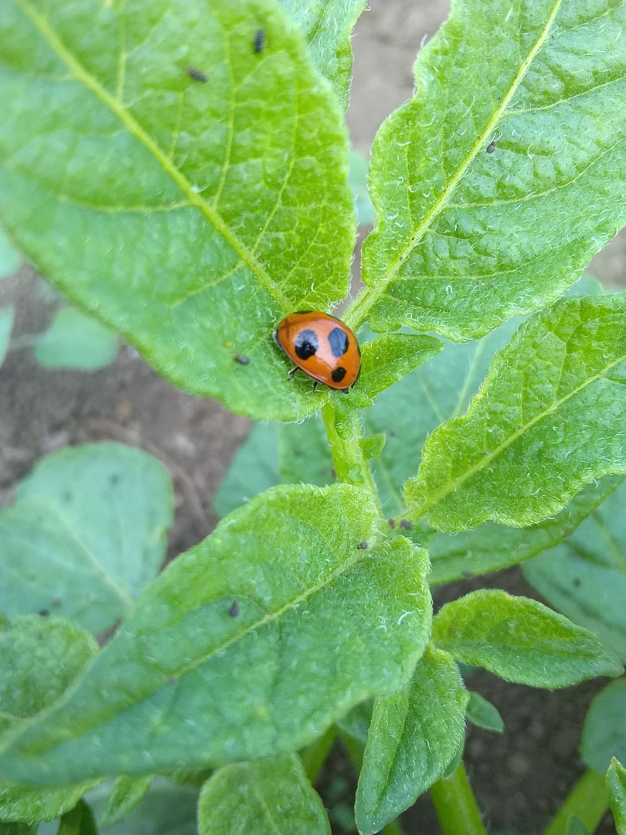 ladybug, field, green, plant part, leaf, green color, invertebrate HD wallpaper