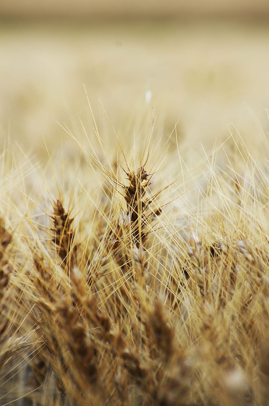 spike, plant, grass, wheat, field, agriculture, dry, autumn HD wallpaper