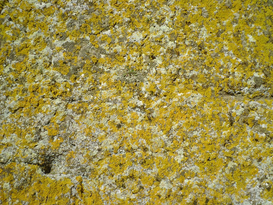 background, lichens, wall, rock, yellow, full frame, backgrounds HD wallpaper