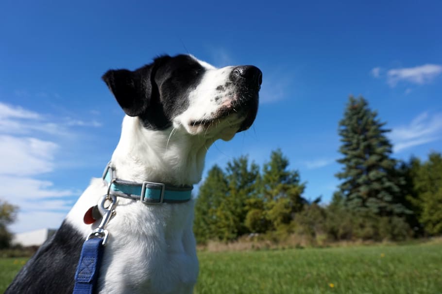 low-angle photo of white and black dog on outdoors, fall, outside HD wallpaper