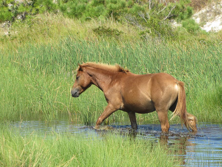 Assateague 1080P, 2K, 4K, 5K HD wallpapers free download | Wallpaper Flare