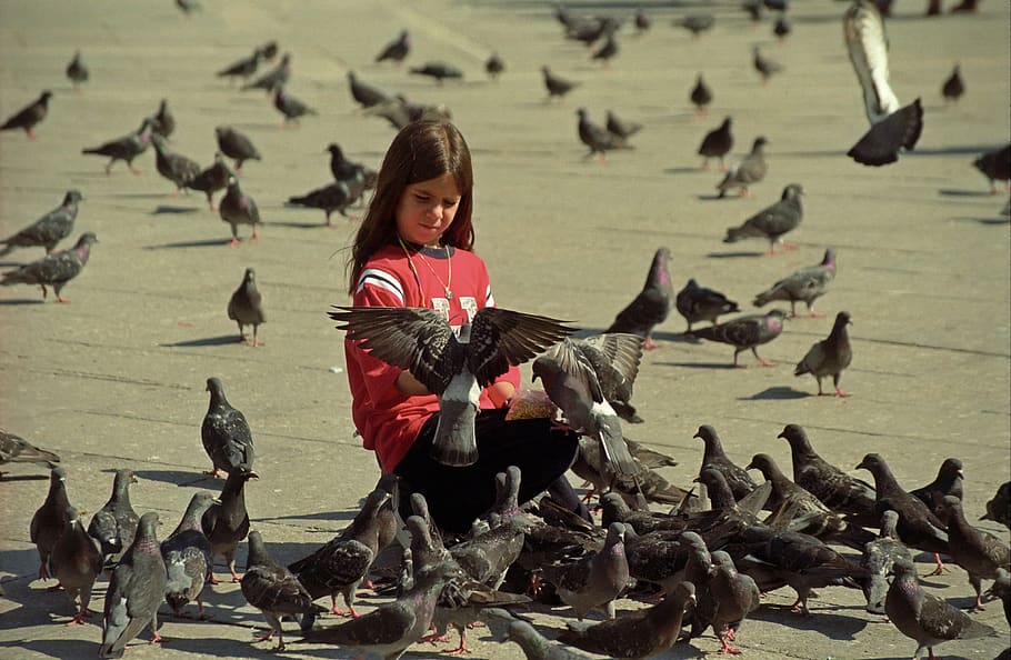 girl, bird, happines, venezia, large group of animals, animal wildlife, HD wallpaper