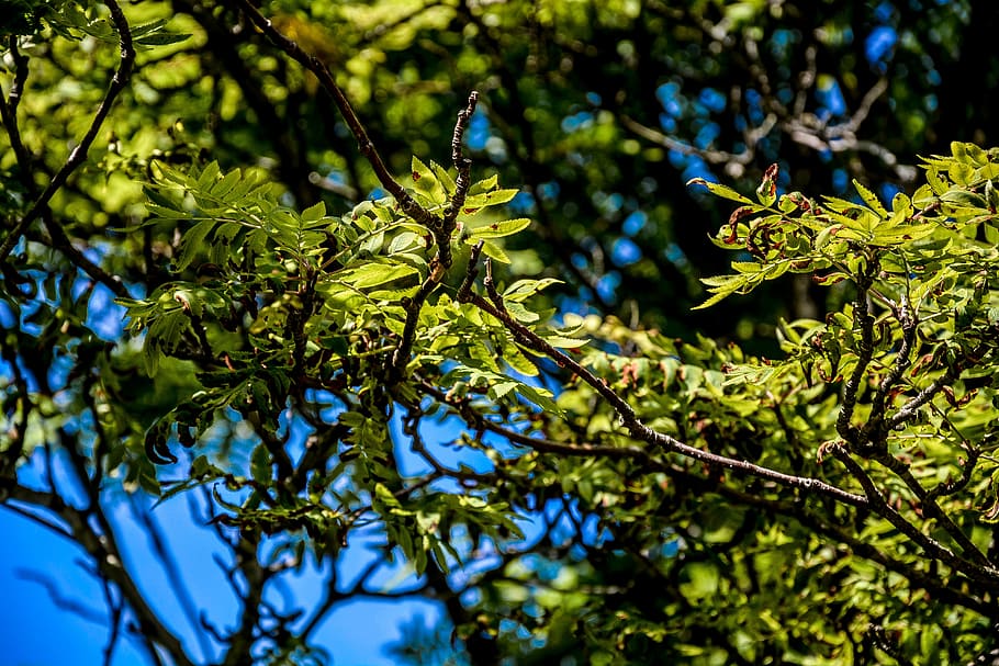 spring, leaves, tree, blue, day, green, sky, leaf, nature, light HD wallpaper