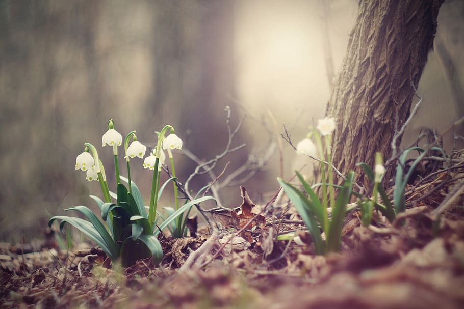 selective focus photography of blooming snowflake flower, spring snowflake HD wallpaper