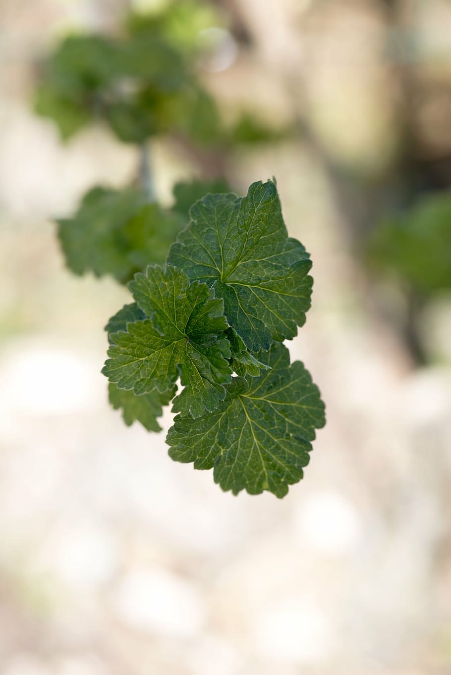 leaves, branch, engine, spring, currant, currant leaves, nature HD wallpaper