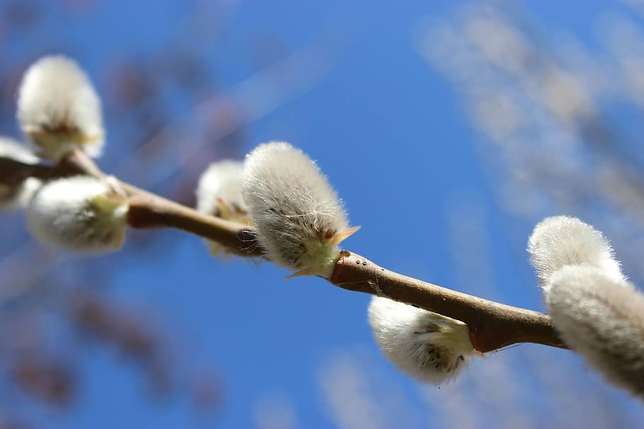 willow tree, spring, nature, branch, season, trees, outdoor HD wallpaper