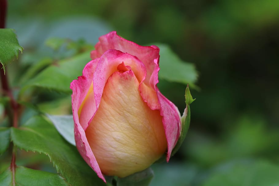 rose, flowers, spring, nature, beautiful, rose garden, beauty in nature HD wallpaper