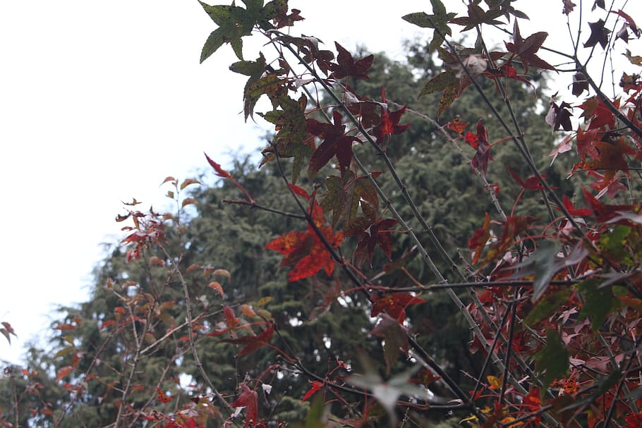 maple, nature, autumn, park, environment, red, tree, plant HD wallpaper