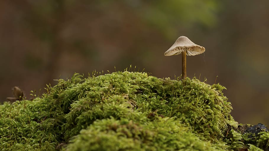 photography of brown brush on green grass during daytime, mushroom HD wallpaper
