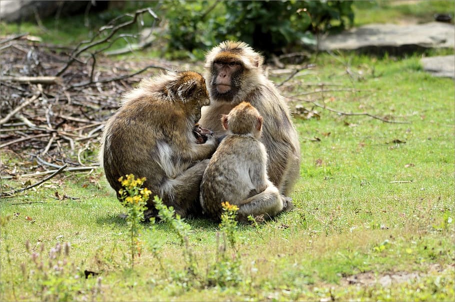 Ape, Monkey, Berber, Animal, Wildlife, zoology, mammal, species HD wallpaper