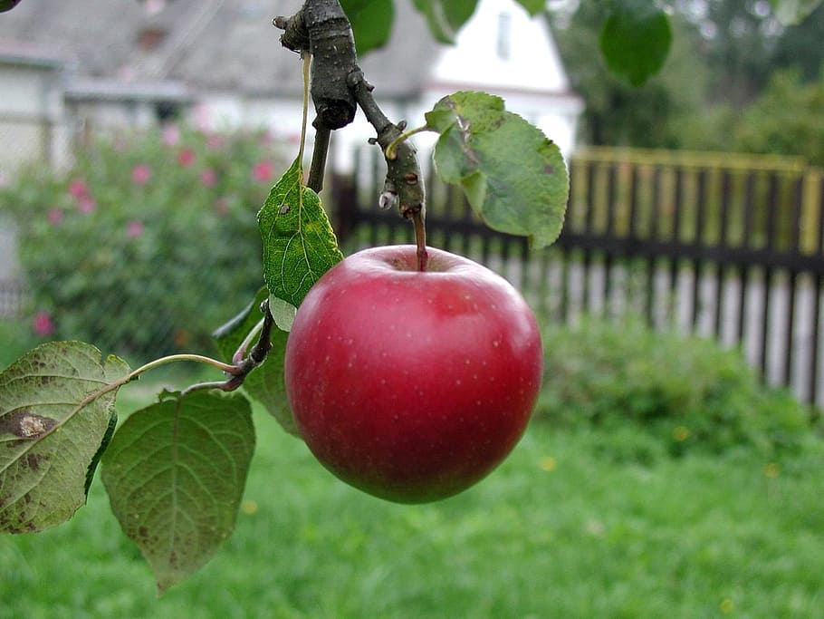 apple, tree, growing, ripe, agriculture, red, fruit, branch HD wallpaper