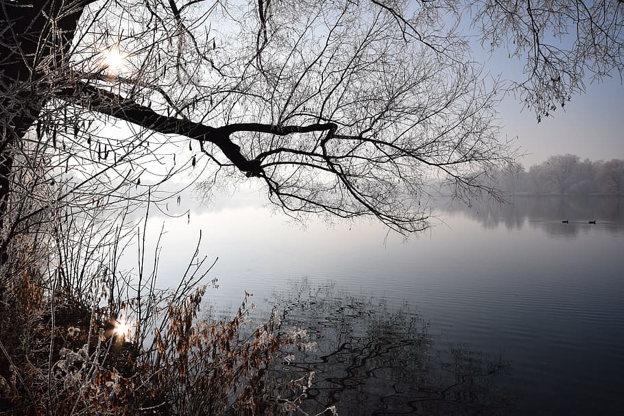 Winter, Lake, Mood, Cold, Wintry, landscape, bare tree, reflection HD wallpaper