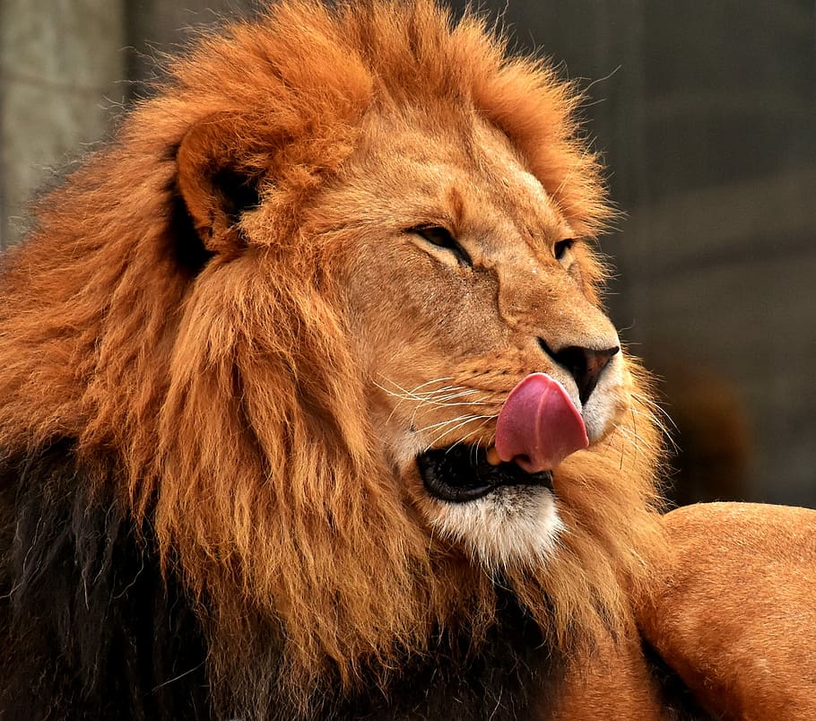 selective focus photo of Lion, predator, dangerous, mane, cat HD wallpaper