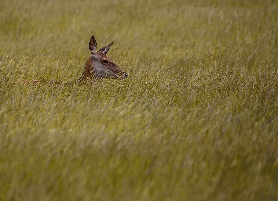 deer, red, hind, wildlife, nature, animal, season, outdoors HD wallpaper