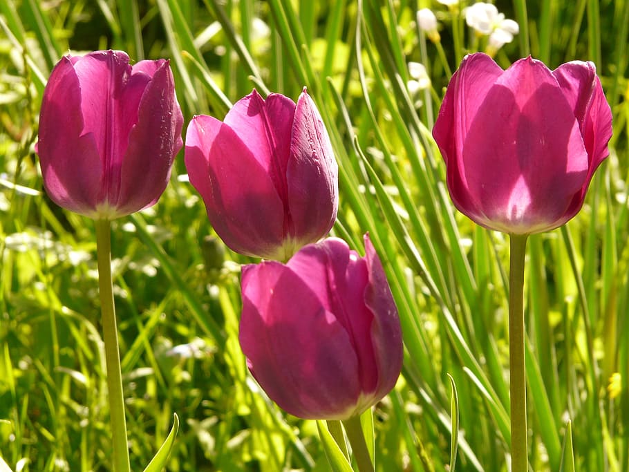Tulip, Pink, Back Light, Beautiful, tulpenbluete, flower, colorful HD wallpaper