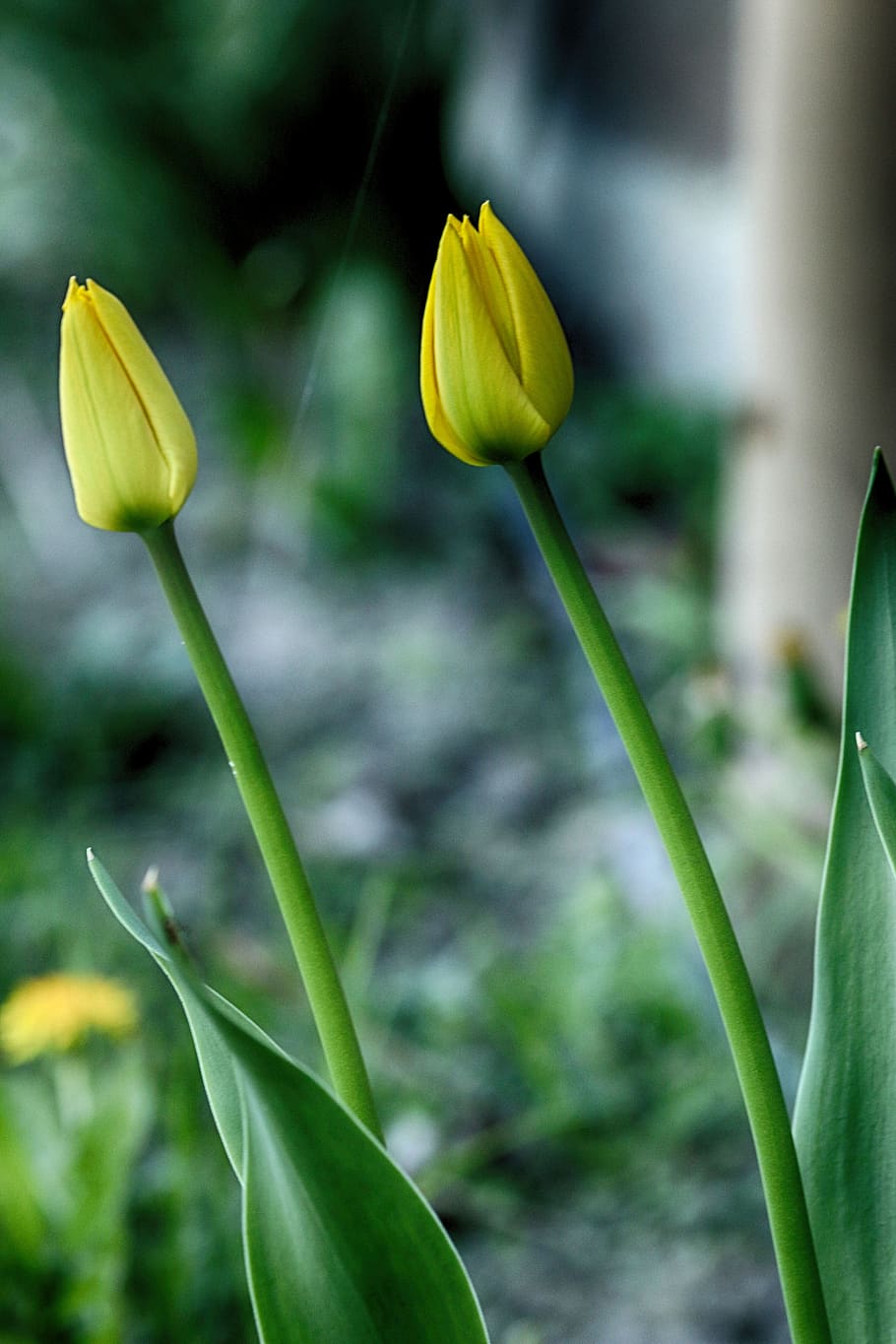 tulip, nature, spring, flower, plant, flowering plant, growth HD wallpaper