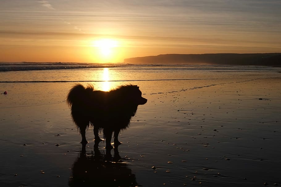 sunset, water, evening, dawn, dusk, dog, silhouette, beach HD wallpaper