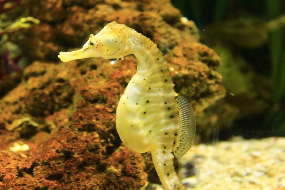yellow seahorse, mollusk, fish, ocean, gallop, queue, backdrop