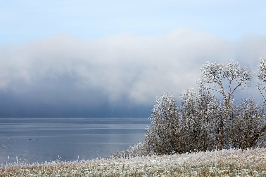 trees near body of water, winter, fog, white, weird, mysterious, HD wallpaper