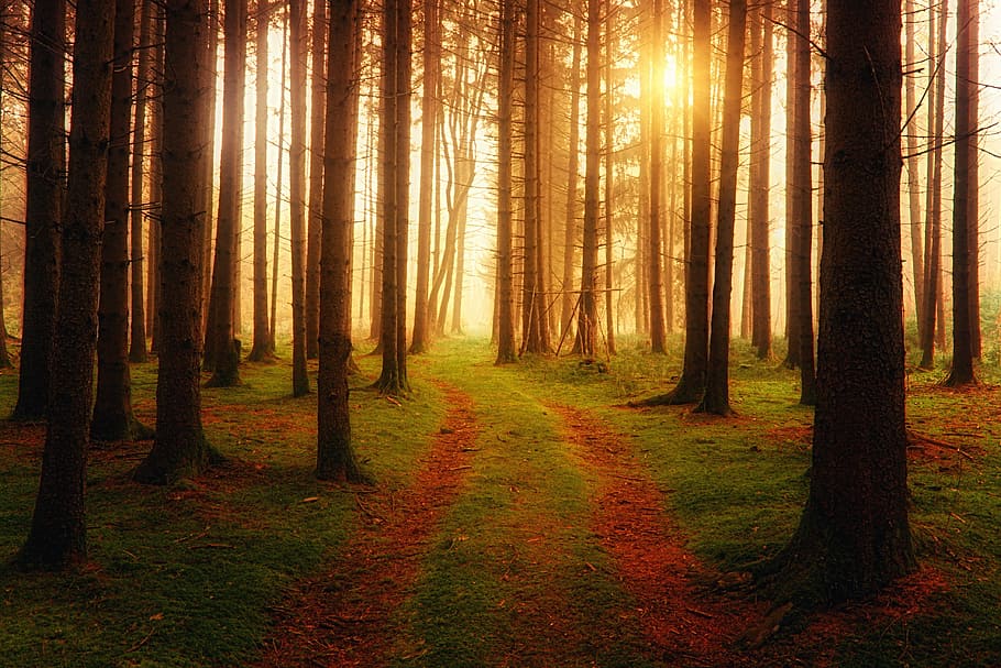 brown forest with golden hour rays, away, light, haze, sun HD wallpaper