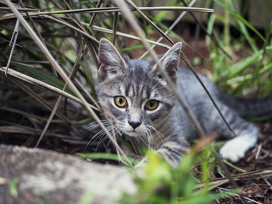 kitten, cats, eyes, cute, animal, pet, domestic, feline, young HD wallpaper