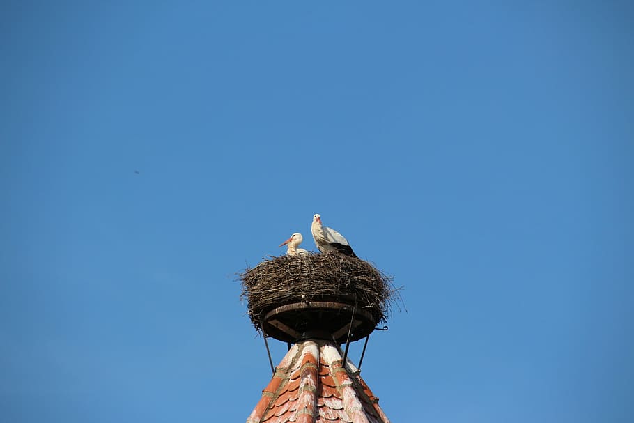 storks, nest, bird, storchennest, rattle stork, animals, sky HD wallpaper